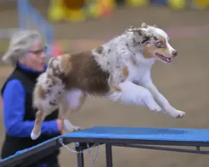A red merle Mini American in mid-leap on an agility course, her handler running beside her
