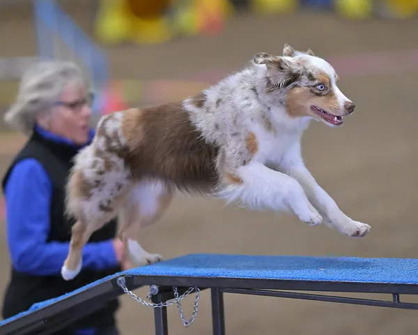 A red merle Mini American in mid-leap on an agility course, her handler running beside her