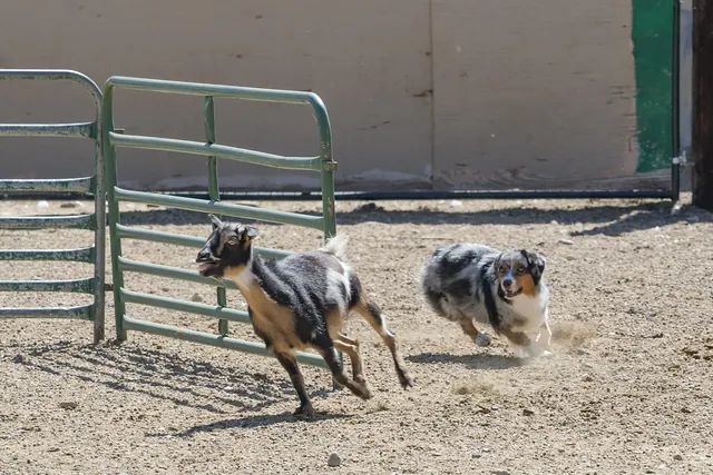 Two Mini Americans running in a fenced herding arena