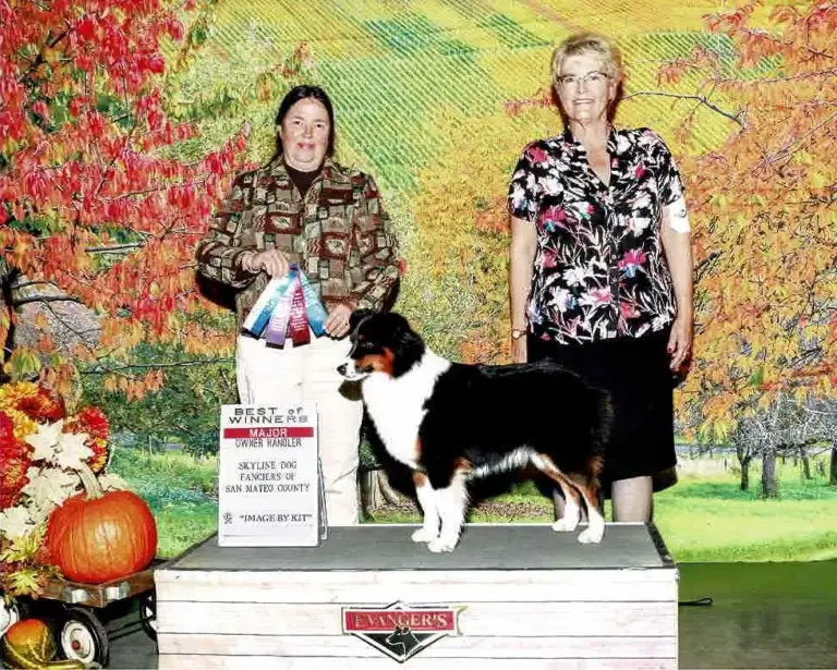 Ivy, a black tri, on the judging table with her Best of Winners major sign, the judge and her handler behind her