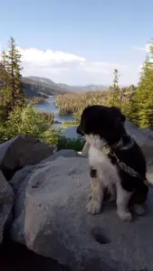 A Mini American sitting on a granite boulder above a mountain lake