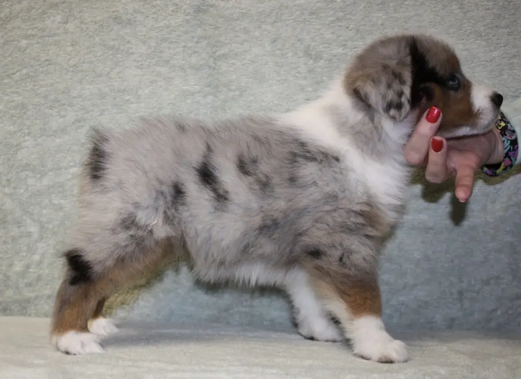 Maybel, a blue merle puppy with copper points, stacked on a grey backdrop