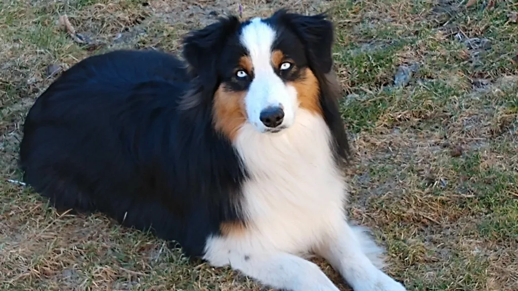 Ozzie, a black tri Mini American with copper points, lying on the grass