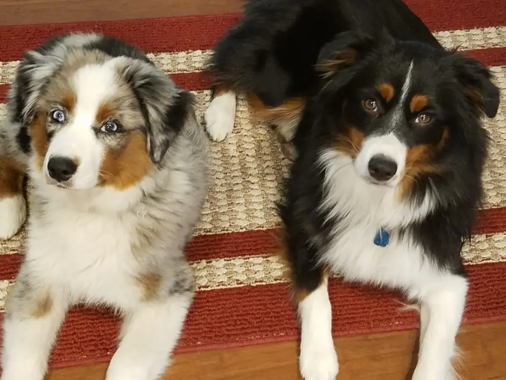 Two adult Mini Americans, a blue merle and a black tri, lying side by side