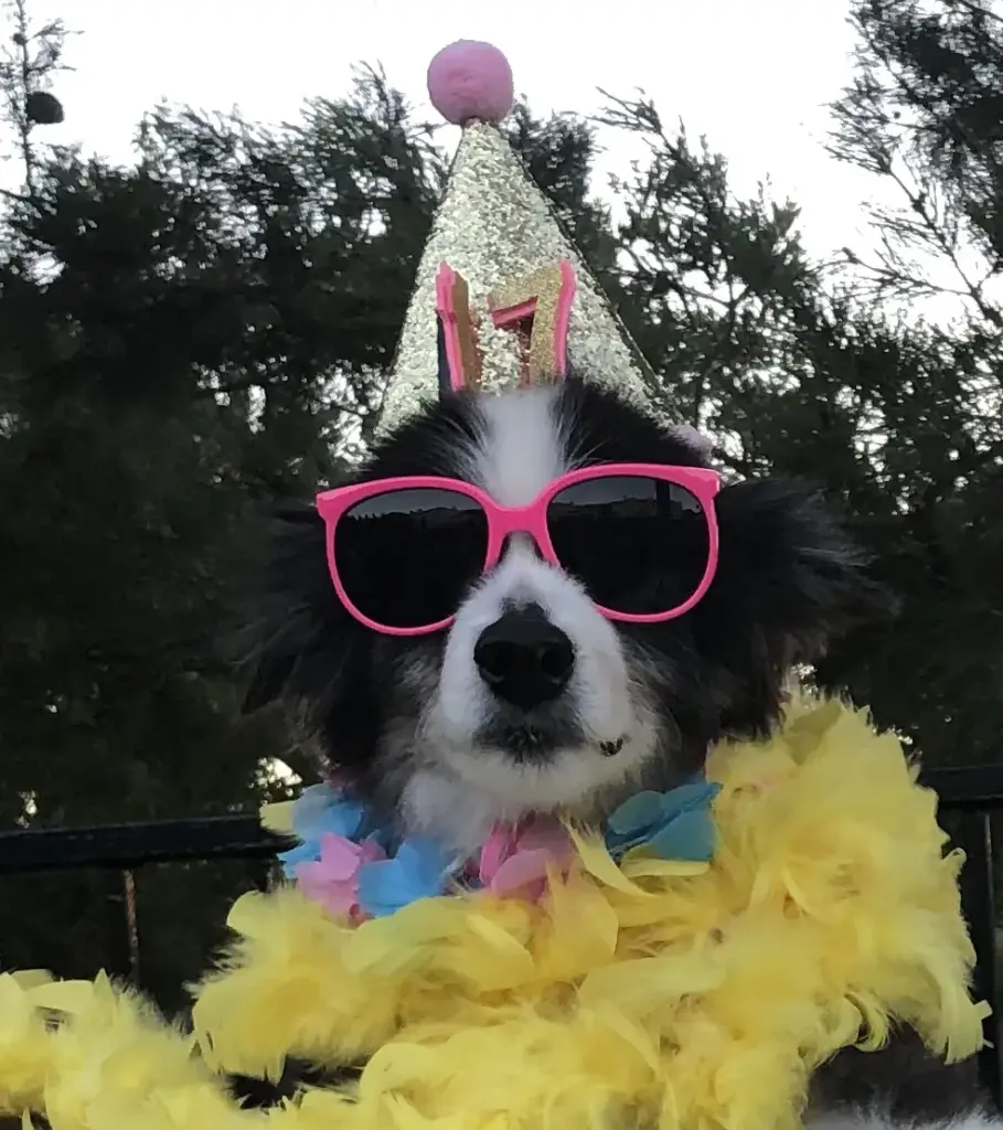 Pumpkin, a black tri, in a party hat and pink sunglasses at age 17