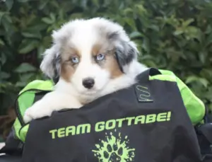A blue-eyed merle puppy sitting in a Team Gottabe bag