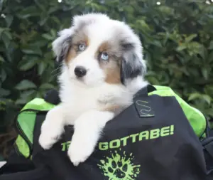 A blue merle puppy peeking out of a Team Gottabe bag