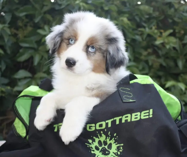 A blue merle puppy peeking out of a Team Gottabe bag