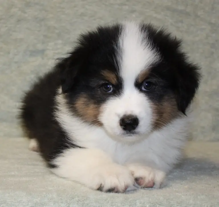 A black tri puppy lying on a white blanket