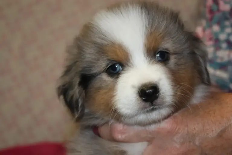 A puppy resting its chin in someone’s hand