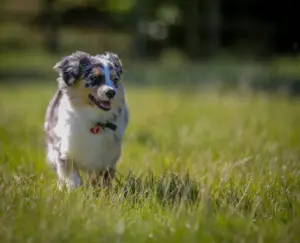 A blue merle puppy running across a lawn toward the camera