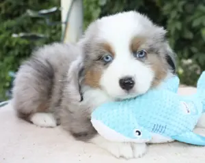 A blue merle puppy cuddling a blue toy shark