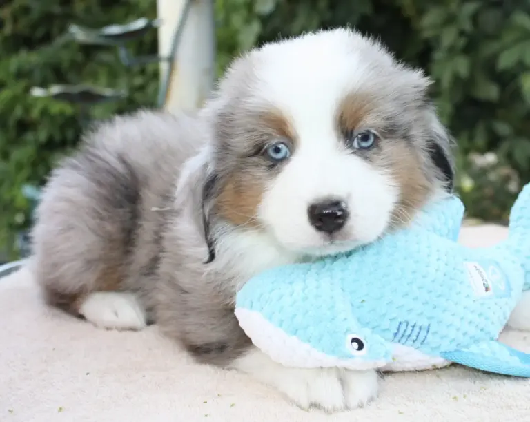 A blue merle puppy cuddling a blue toy shark