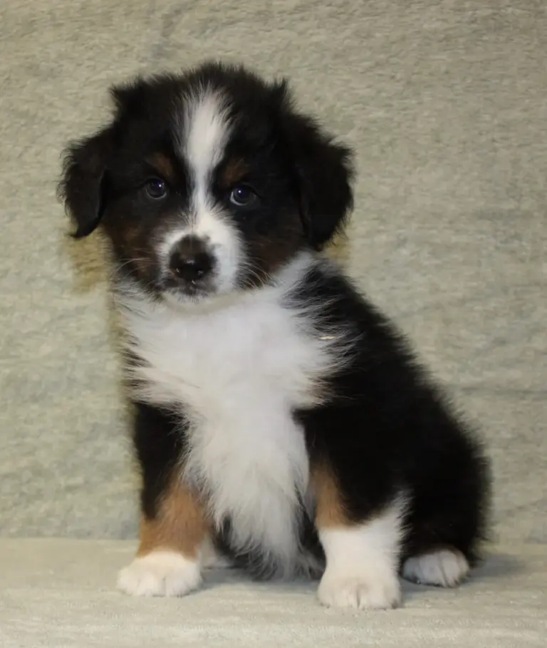 A black tri puppy sitting up on a white blanket