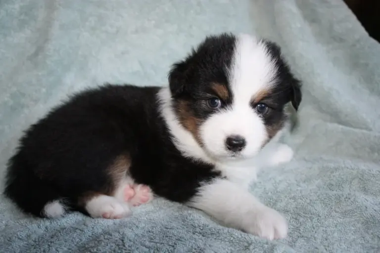 A black tri puppy on a grey blanket
