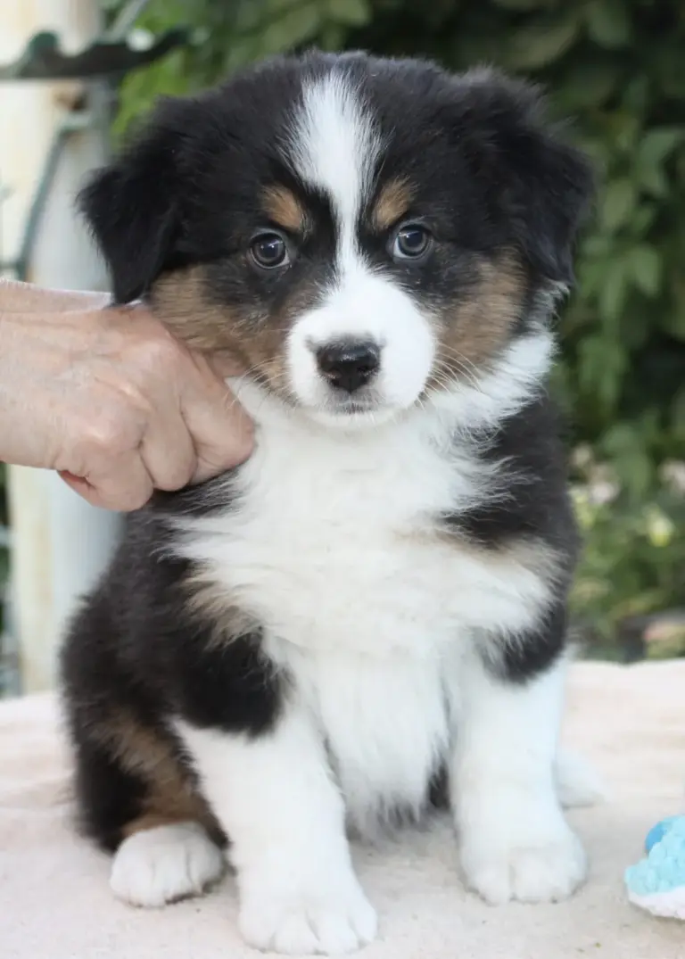 A black tri puppy sitting on a table