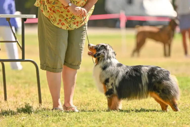 A blue merle Mini American stacked on the grass at an outdoor show, her handler beside her