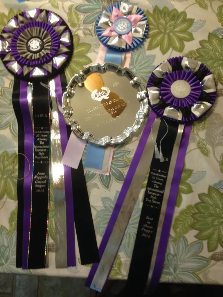 Purple, black and silver show rosettes hanging on a wall