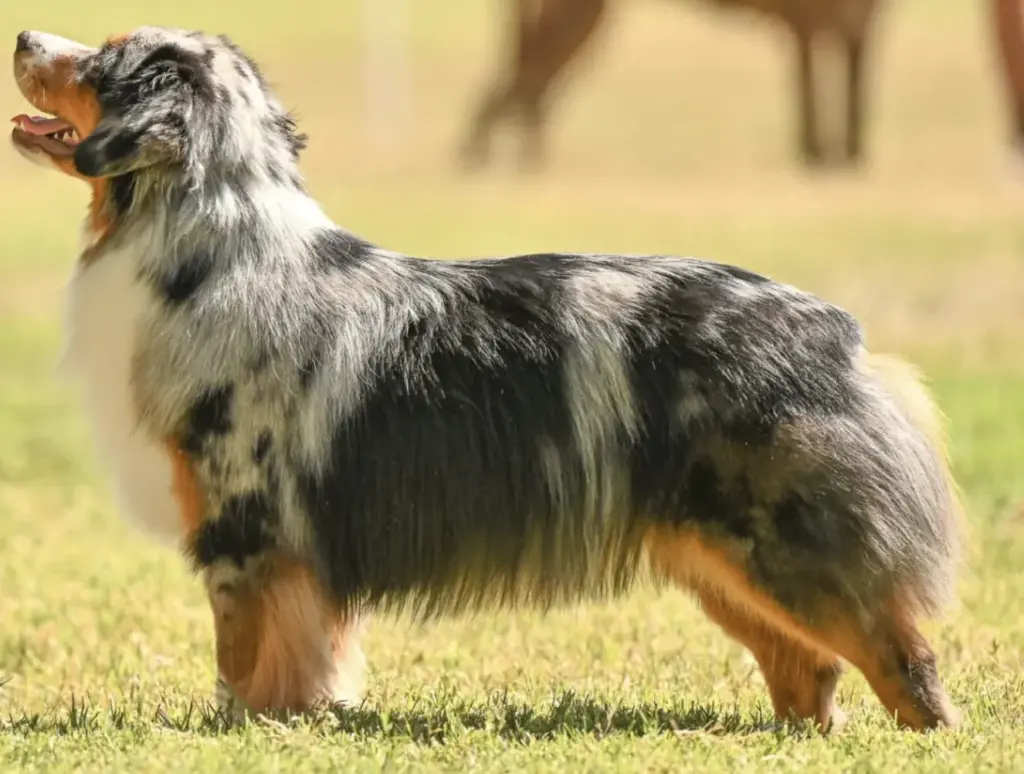 Winnie, a blue merle Miniature American Shepherd, standing in a show stack