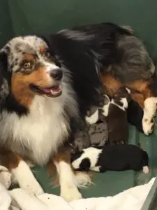 Winnie lying with her newborn puppies